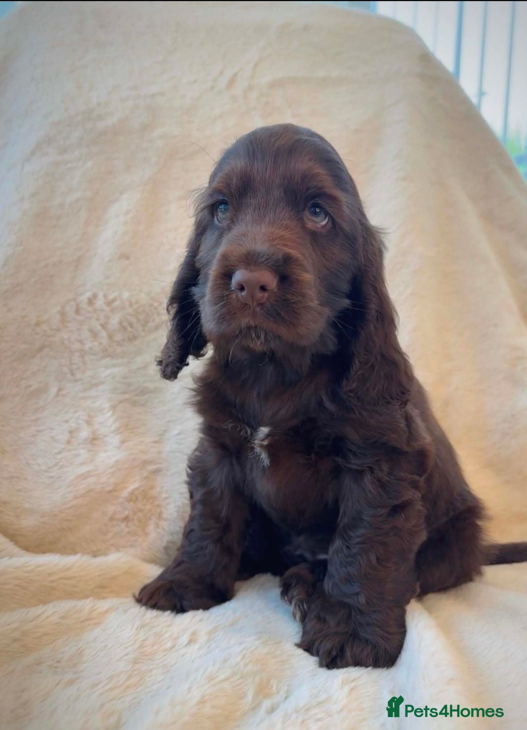 Cocker Spaniel dogs Ready now!  KC Show Cocker Spaniels  - Advert 2
