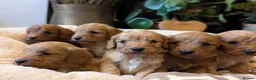 Cavapoo dogs for sale: ⭐⭐⭐⭐⭐ F1 Cavapoo puppies Health tested parents.  - Advert 6