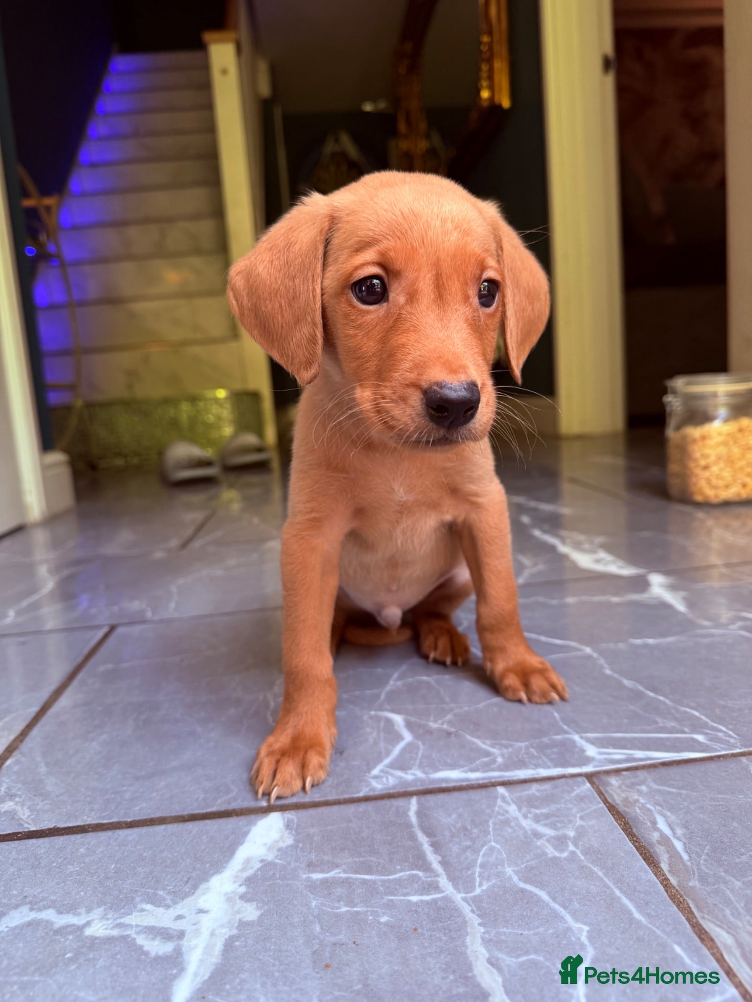 Labrador Retriever dogs £1000 KC LAB LAST BOY READY NOW🖤 - Advert 2