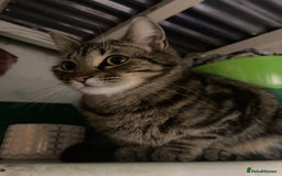 Mixed Breed cats for sale: Tabby looking for a loving home - Image 2
