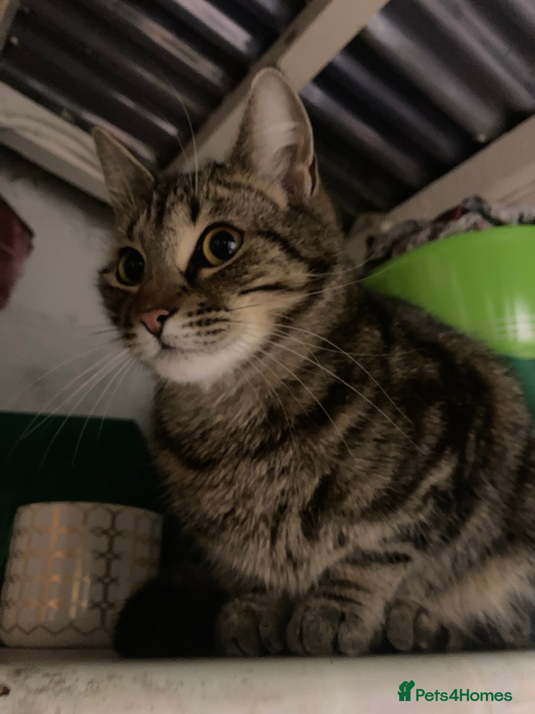 Mixed Breed cats for sale: Tabby looking for a loving home - Image 2