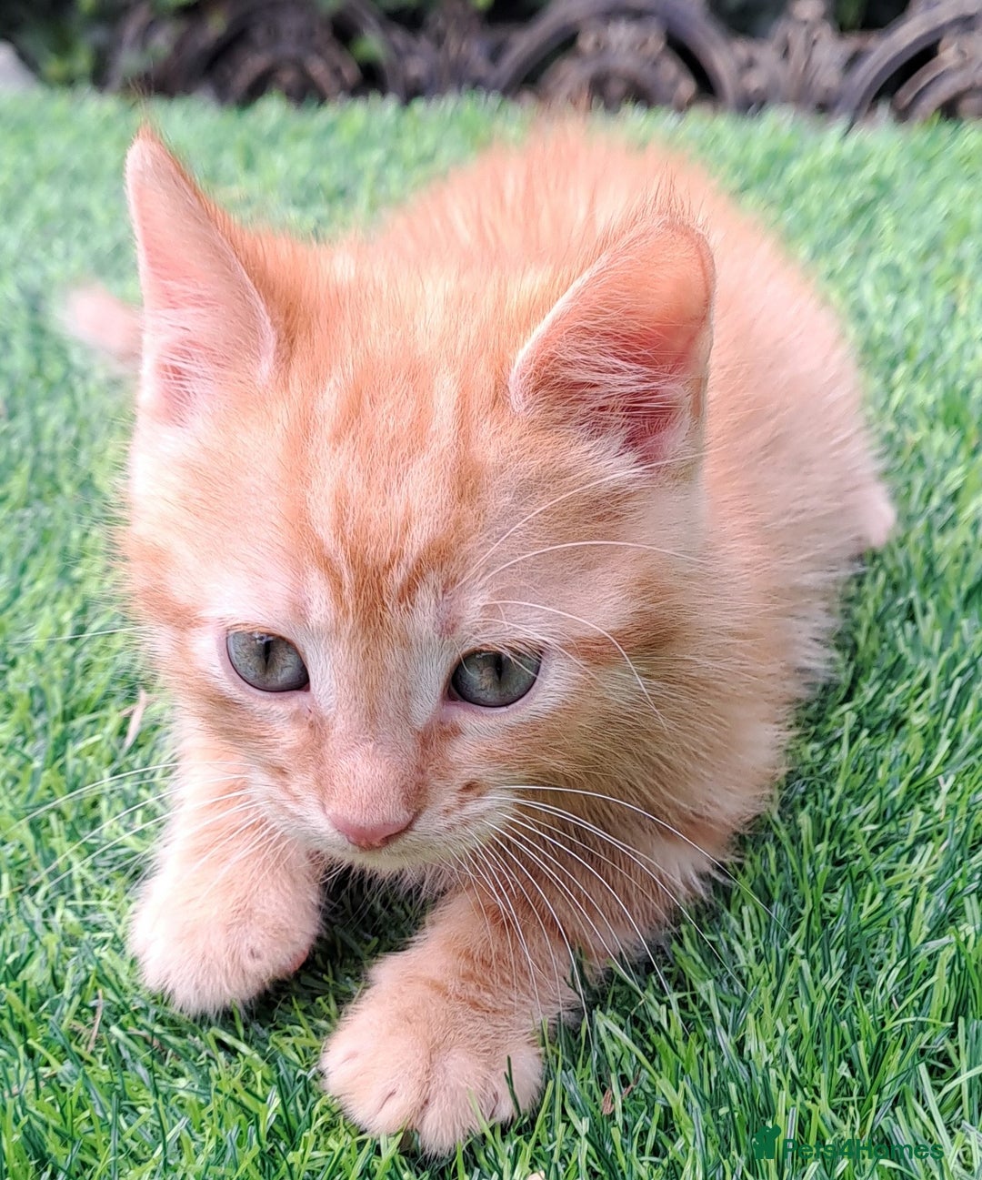 Mixed Breed cats for sale: Gorgeous Ginger Maine Coon x Kittens - Image 8