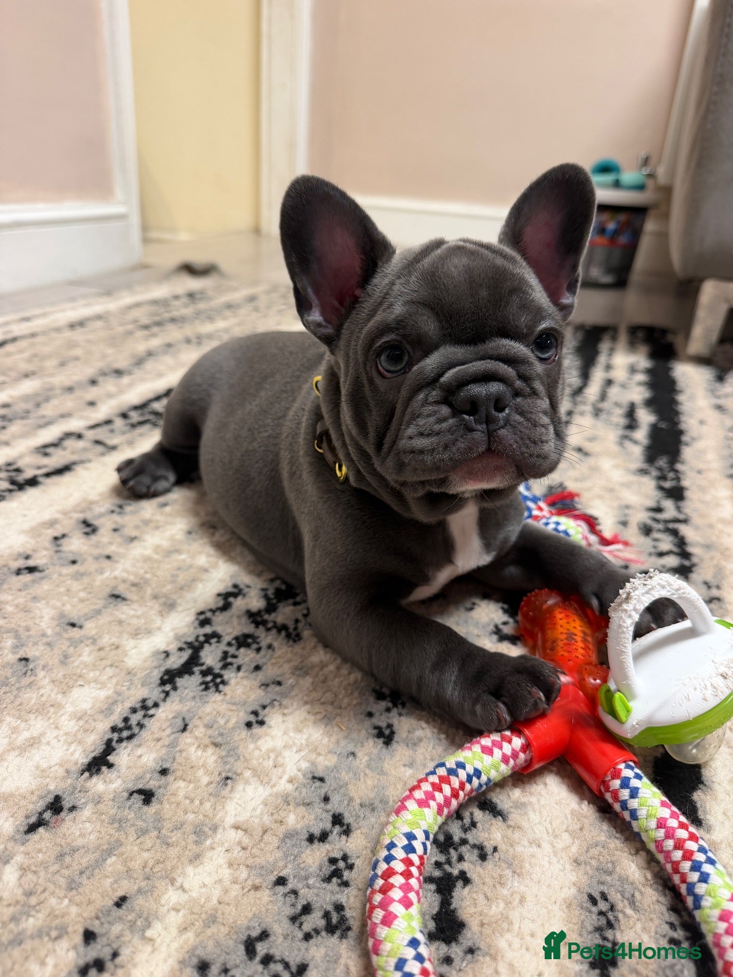 French Bulldog dogs for sale: Beautiful Blue French Bulldog Girl – Ready now - Advert 2