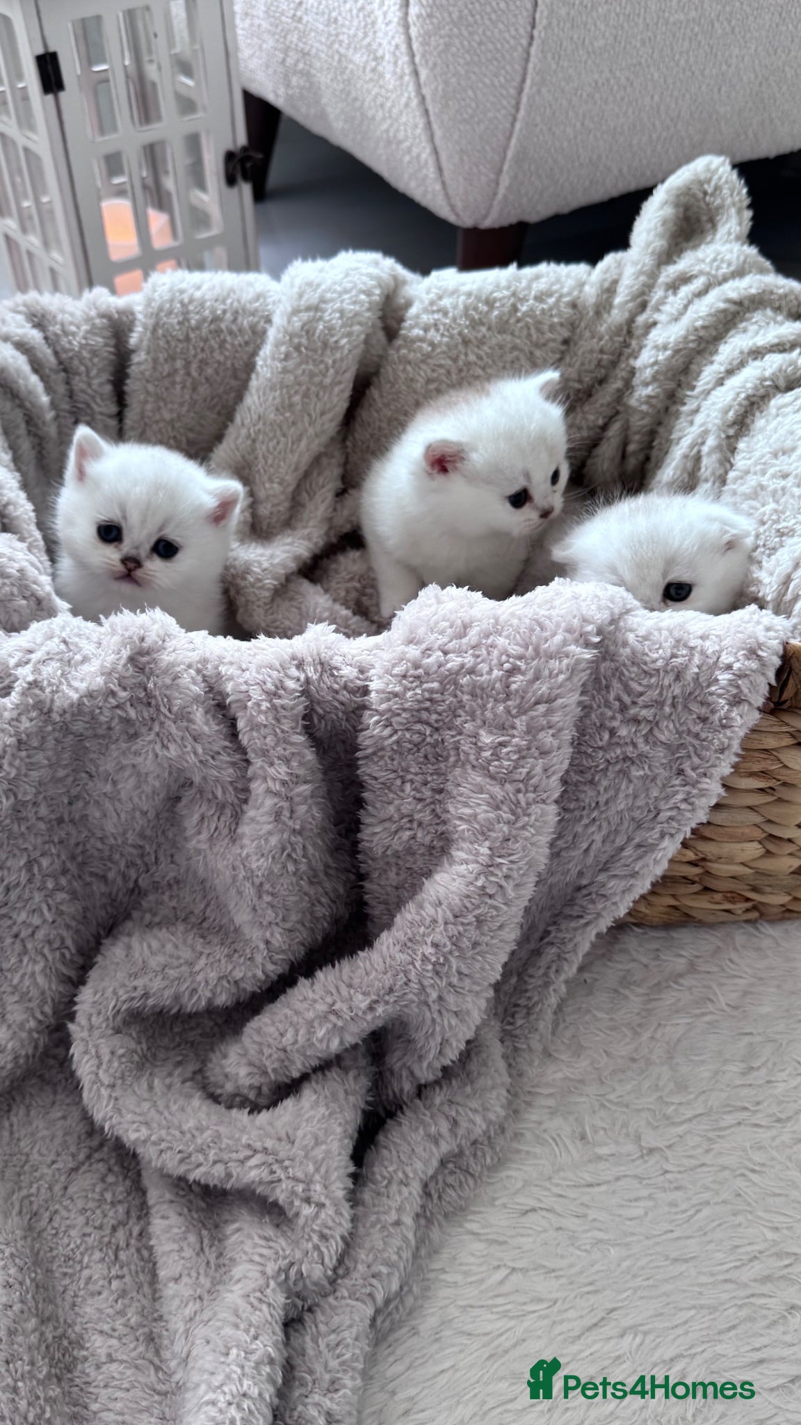 Scottish Fold cats for sale: Adorable Friendly Scottish Folds/Straights !! - Advert 3