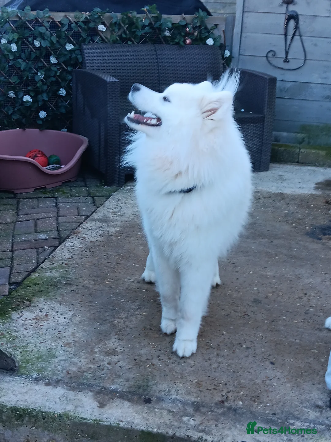 Samoyed dogs for sale: Samoyed pups in Essex - Advert 2