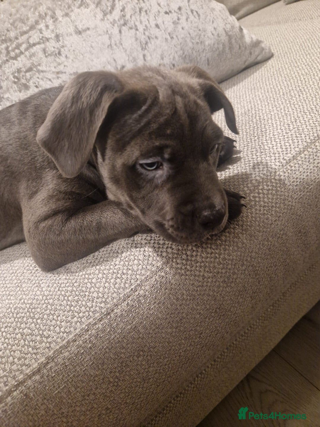Mixed Breed dogs for sale: Cane corso cross staffy cross - Advert 2