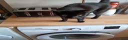Mixed Breed cats for sale: 2 male cats free to loving home only - Advert 2