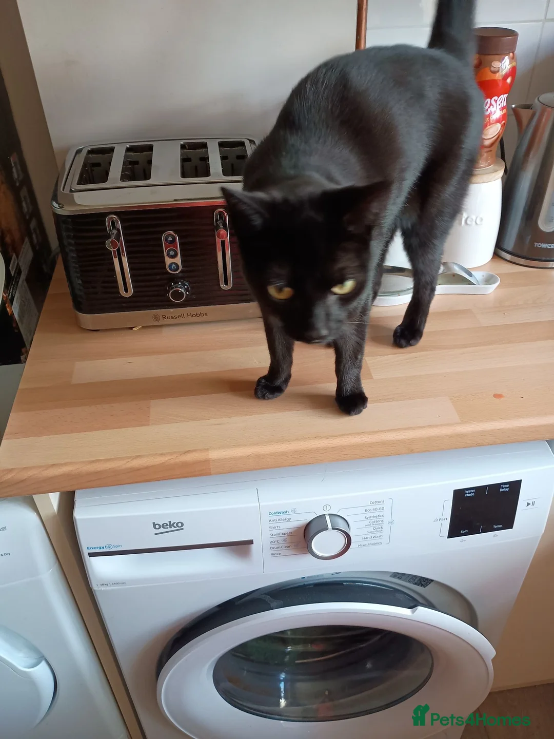 Mixed Breed cats for sale: 2 male cats free to loving home only - Advert 2