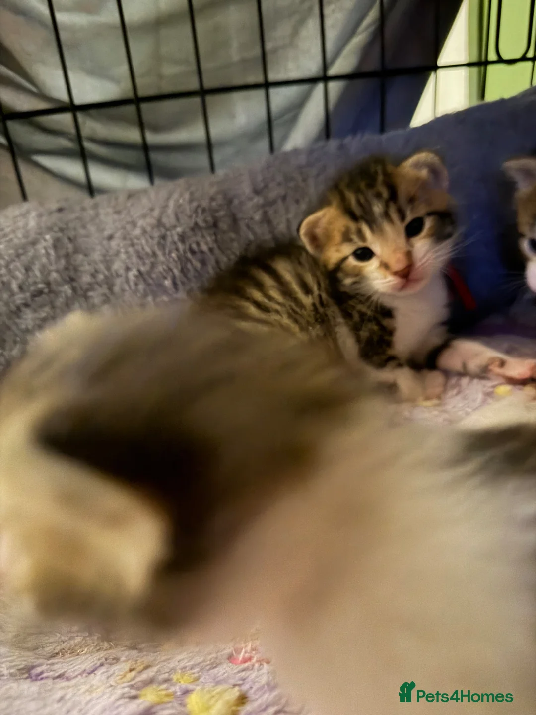 Mixed Breed cats for sale: Tabby kittens - Advert 16