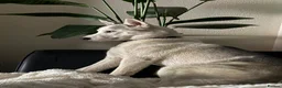 Siberian Husky dogs for sale: Siberian Huskies- Mum 4years & Daughter 10monts  - Advert 19