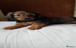 Miniature Dachshund dogs for sale: Miniature longhaired Dashchounds  - Image 5