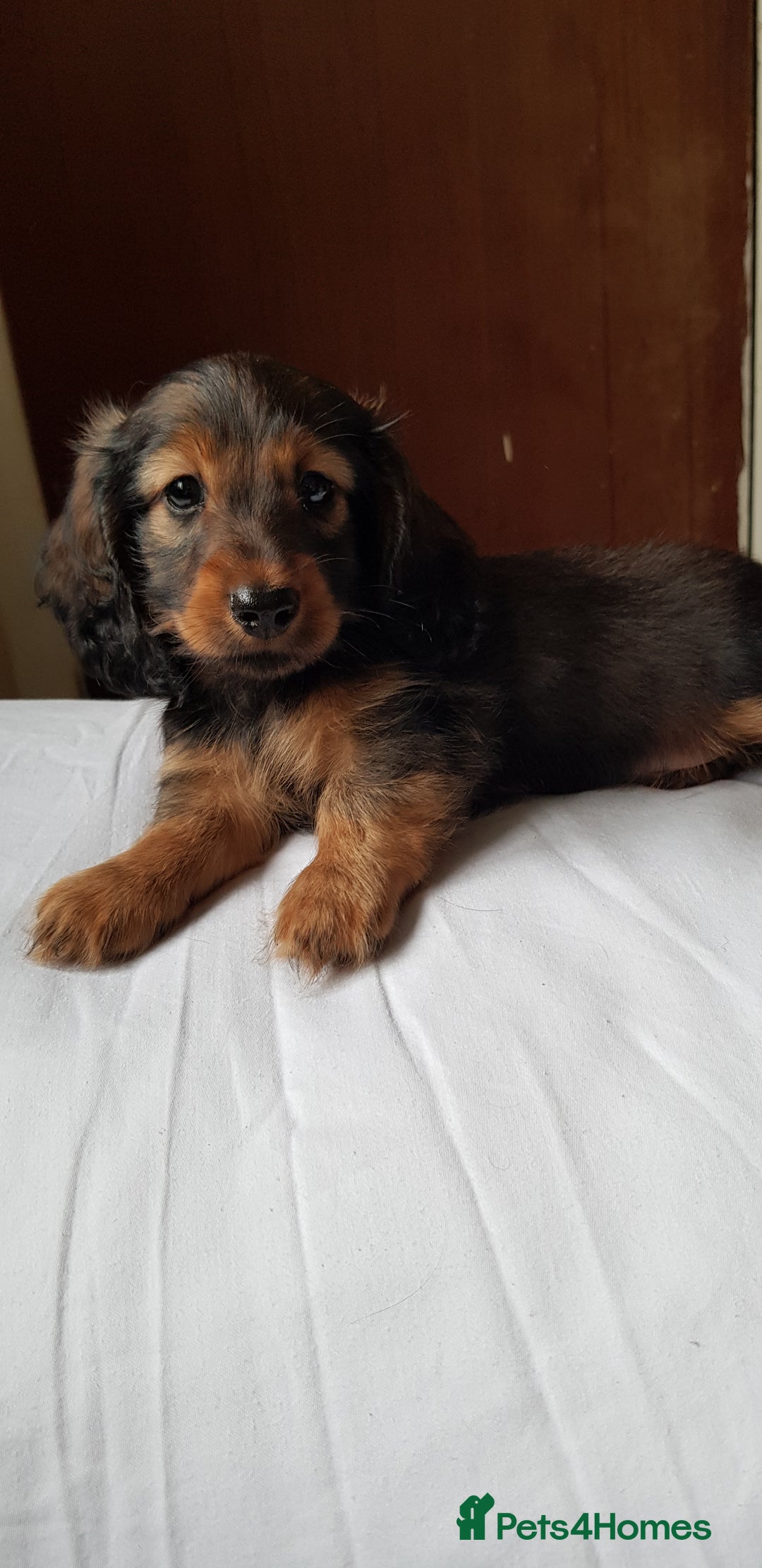 Miniature Dachshund dogs for sale: Miniature longhaired Dashchounds  - Image 5