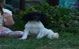 English Springer Spaniel dogs for sale: KC 10 week old Springer Spaniel puppies - Image 2