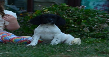English Springer Spaniel dogs - Advert 2