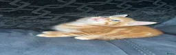 Scottish Fold cats for sale: Scottish Fold Kittens/Ginger+Mixed  - Advert 10