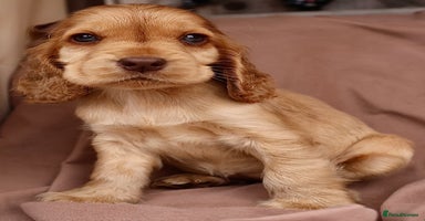 Cocker Spaniel dogs - Advert 7