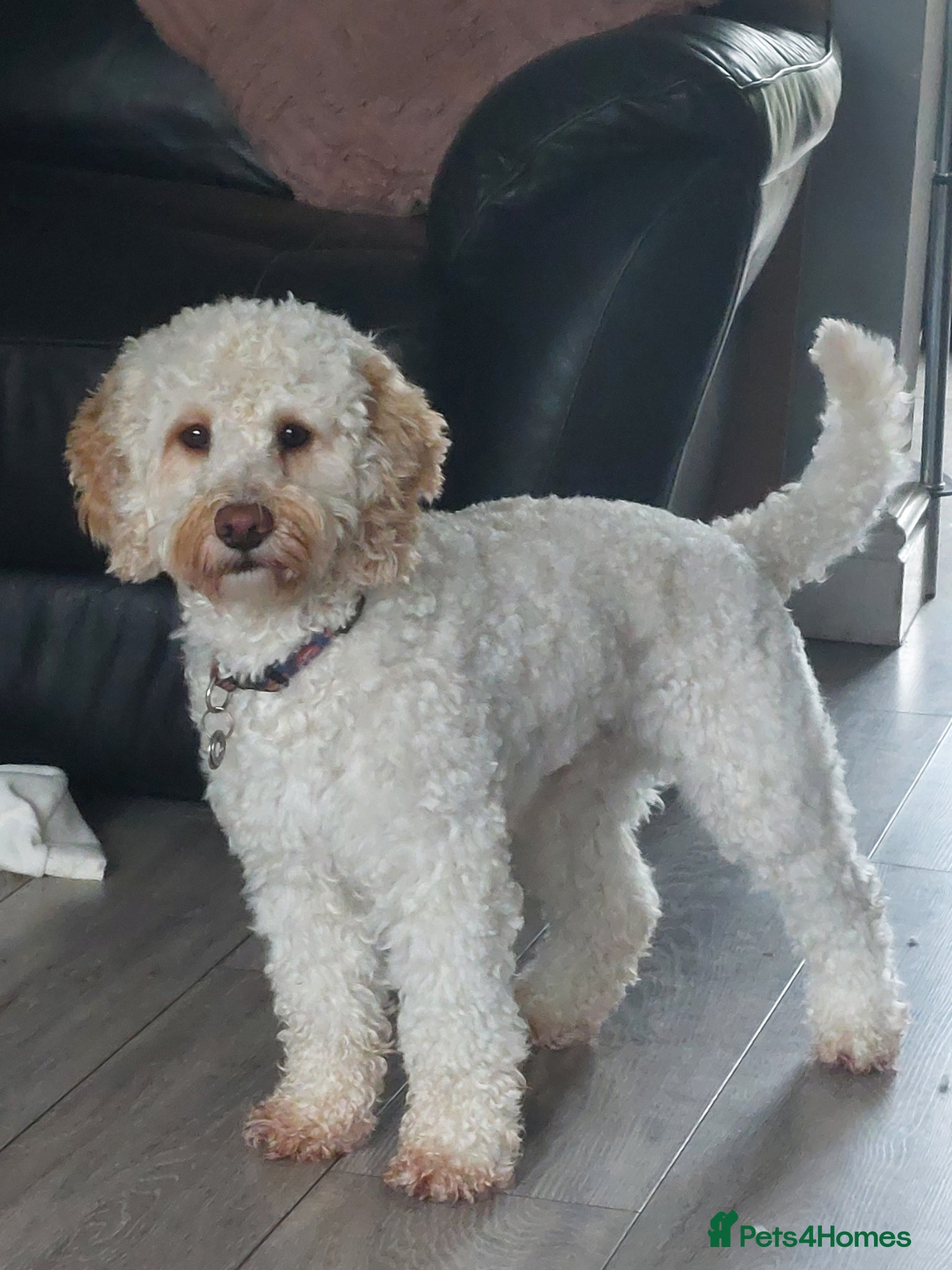 Cockapoo dogs Miniture Cocapoo for STUD - Advert 6