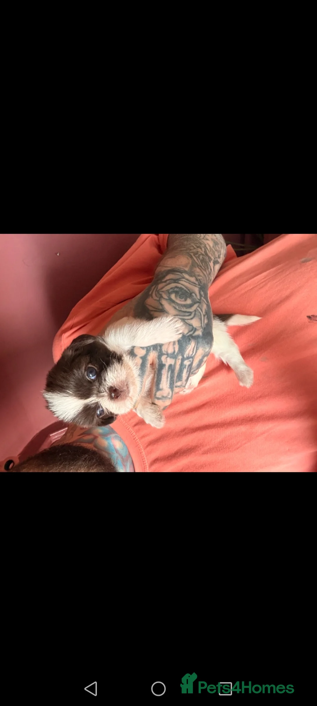 Shih Tzu dogs for sale: 1 little boy left - Advert 7