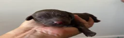 Cockapoo dogs for sale: Beautiful F2 puppies available to view and reserve - Advert 31