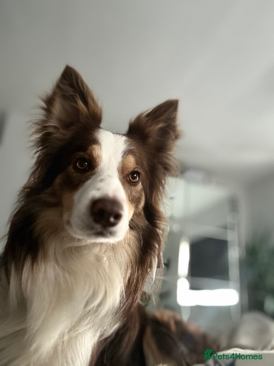 Border Collie dogs for stud: KC Border Collie for stud in Mansfield - Advert 3