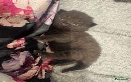 British Shorthair cats for sale: 4 kittens half British shorthair  - Advert 3