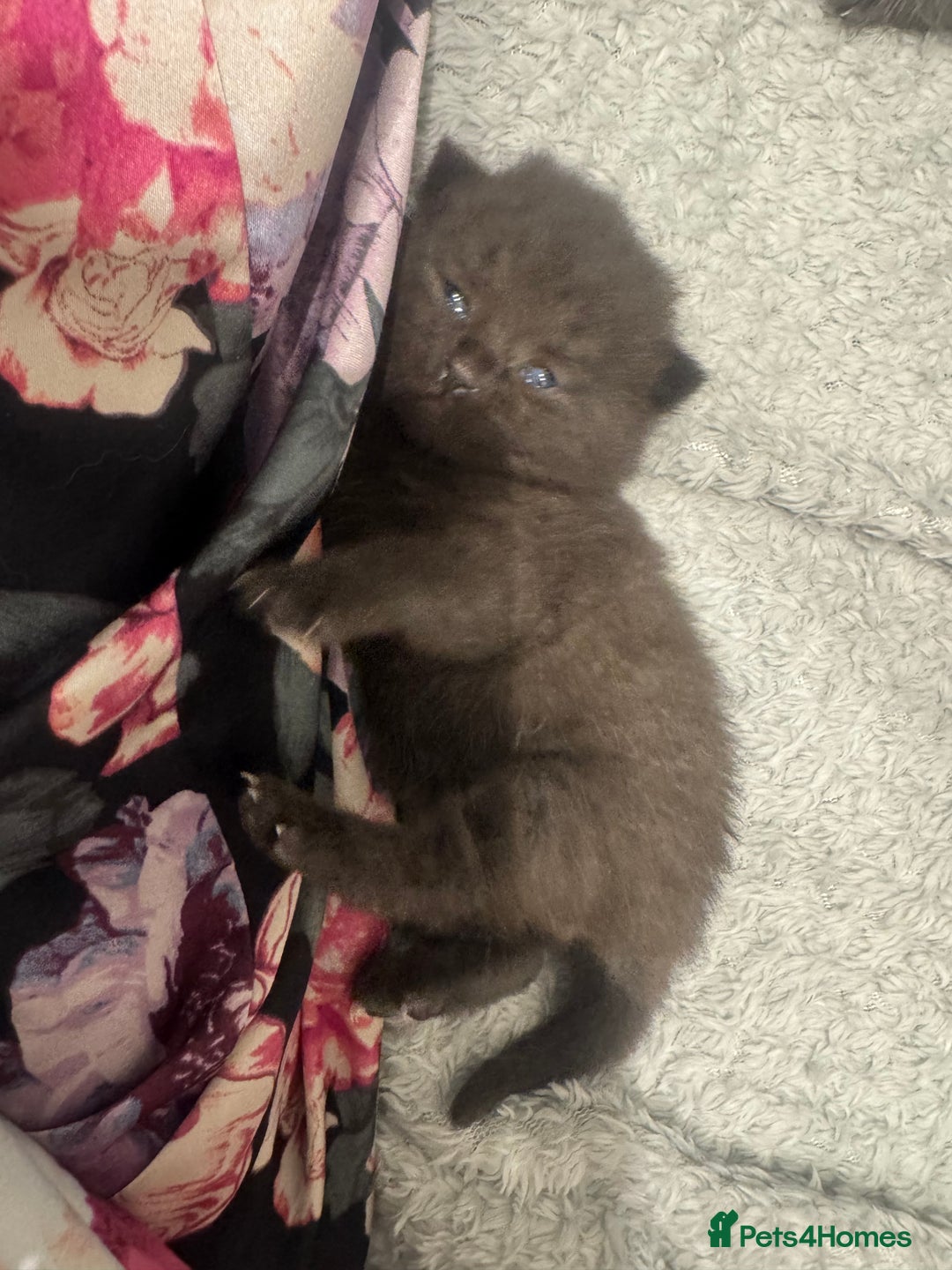 British Shorthair cats for sale: 4 kittens half British shorthair  - Advert 3