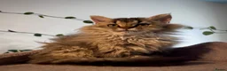 Selkirk Rex cats for sale: Gorgeous pure breed Selkirk rex kittens 😻 - Advert 20