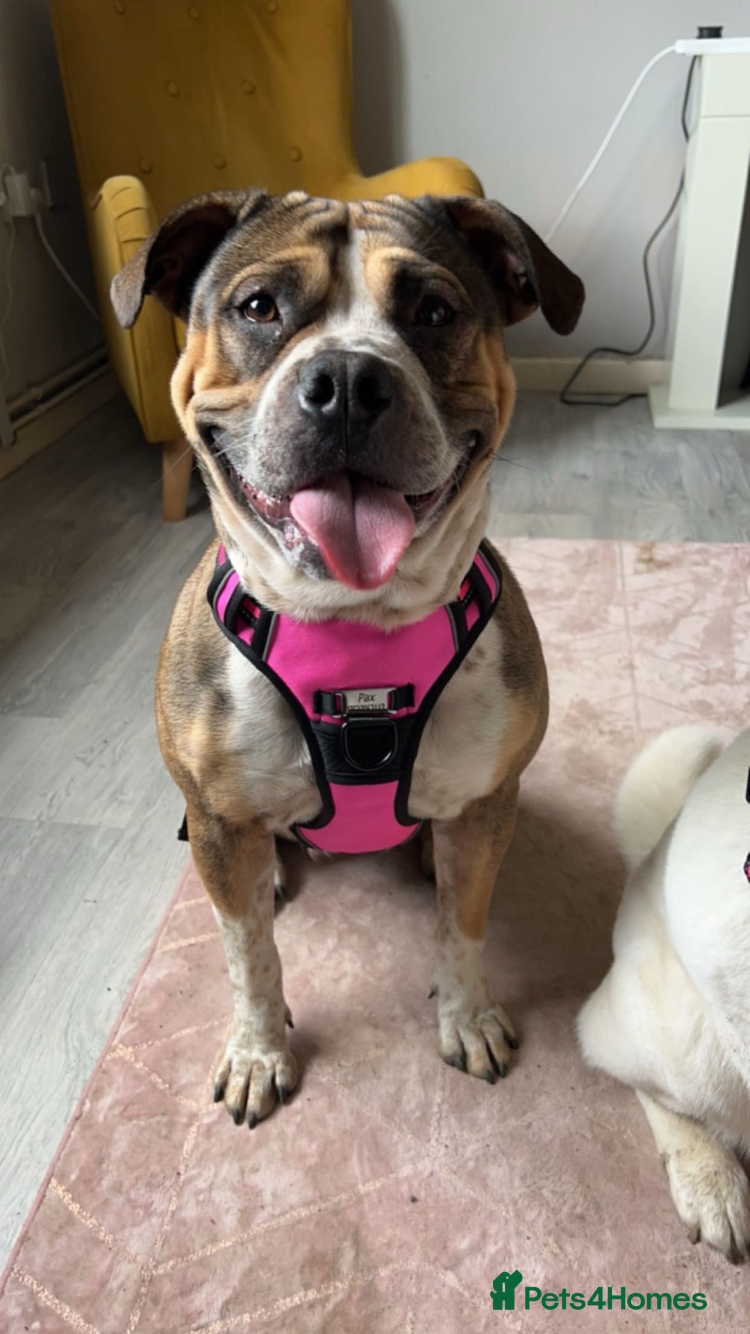 Mixed Breed dogs for sale: Female looking for home - Image 5
