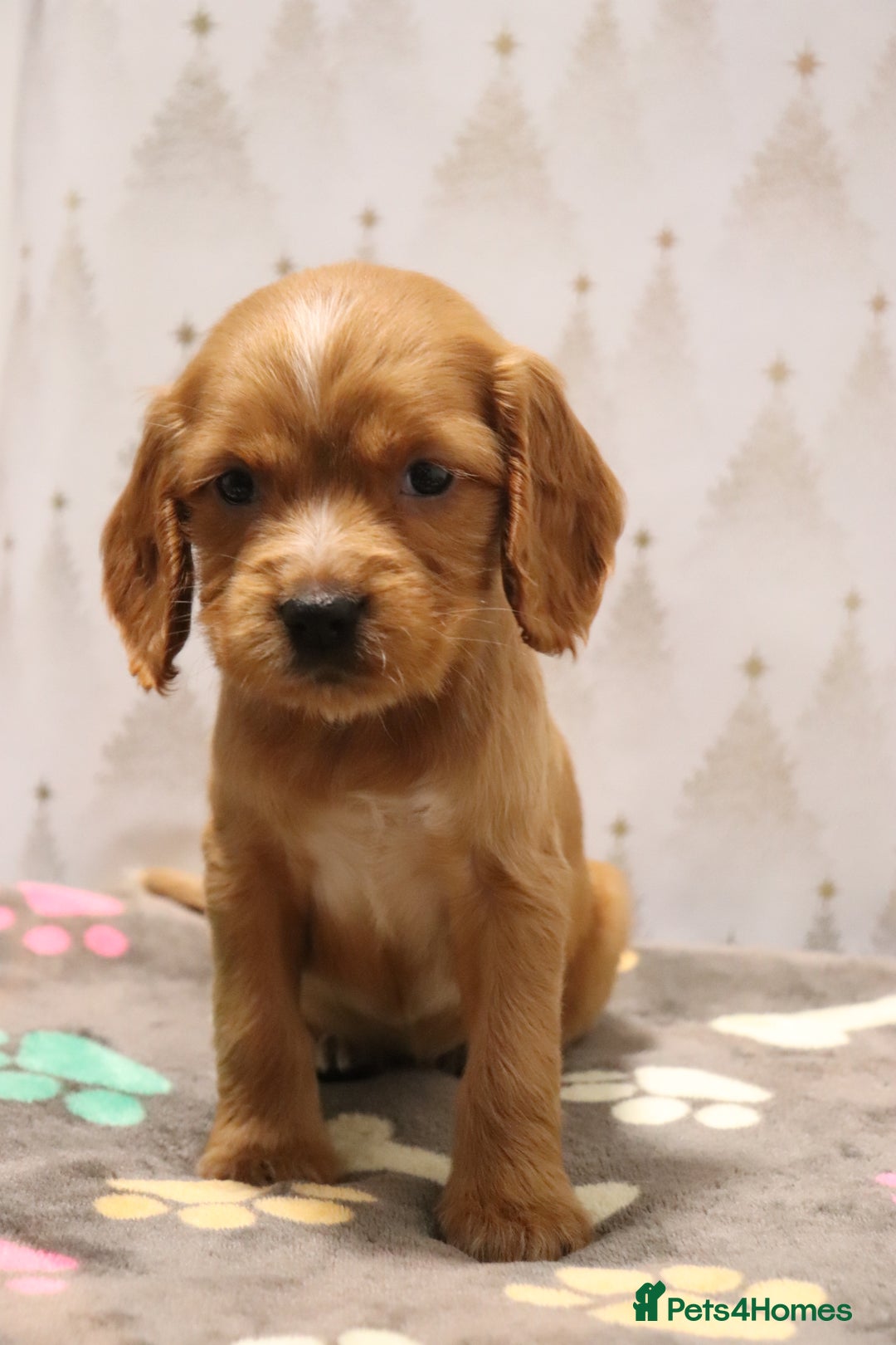 Cocker Spaniel dogs for sale: Fully Health Tested Cocker Spaniel Puppies  - Advert 39