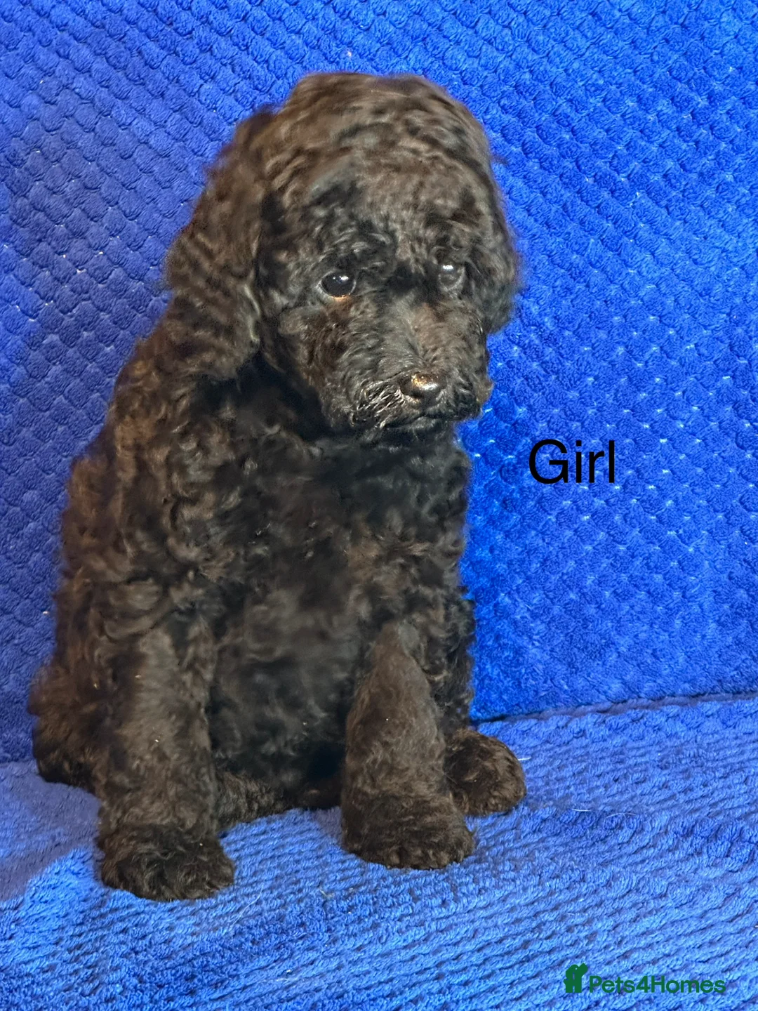 Cavapoo dogs for sale: Cavapoo Puppies, DNA Tested, 5 star breeder - Advert 2