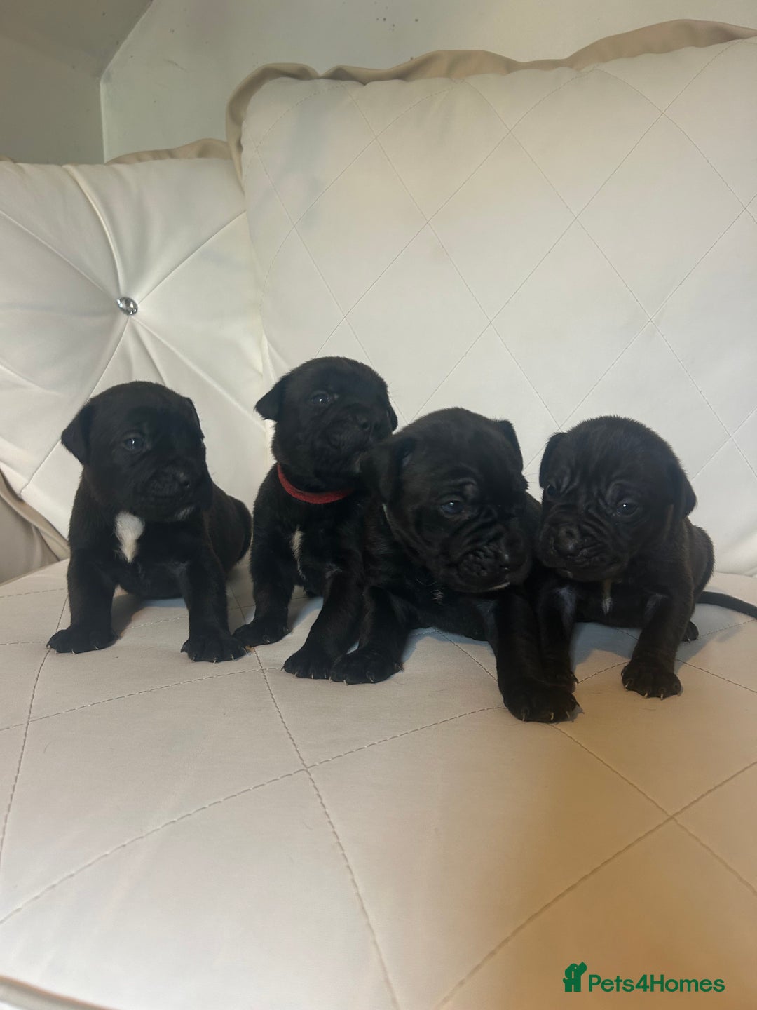 Mixed Breed dogs for sale: Stunning dogue de Bordeaux X cane corso - Image 13