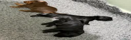 Sprocker dogs for sale: Beautiful Sprocker puppies  - Advert 28