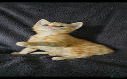 Maine Coon cats for sale: Kittens ready now - Image 3