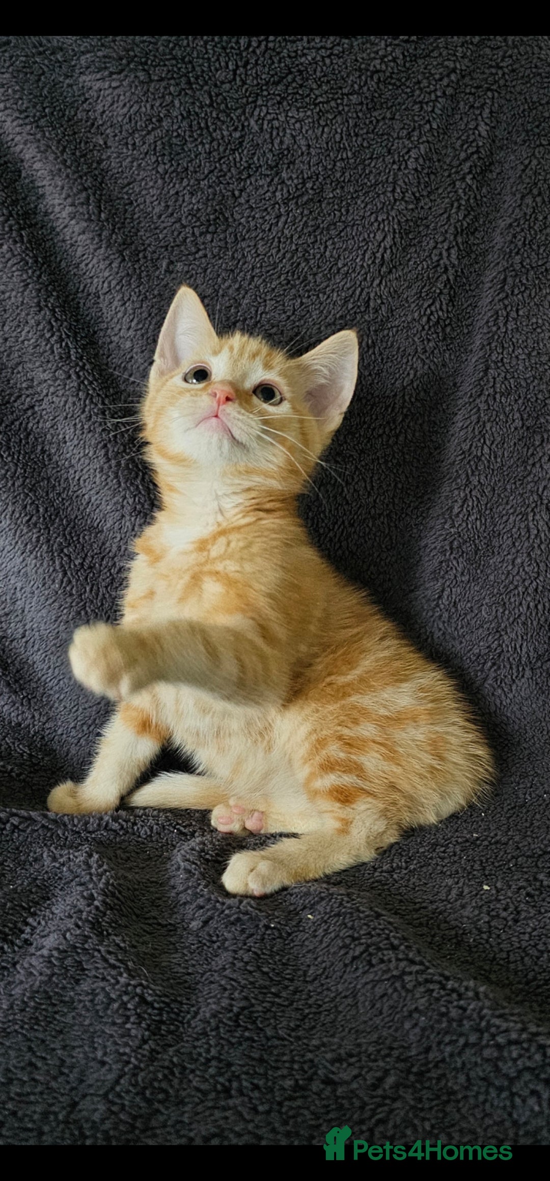 Maine Coon cats for sale: Kittens ready now - Image 3