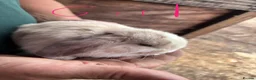 Mini Lop rabbits for sale: 4 beautiful bunnies for sale  - Advert 4