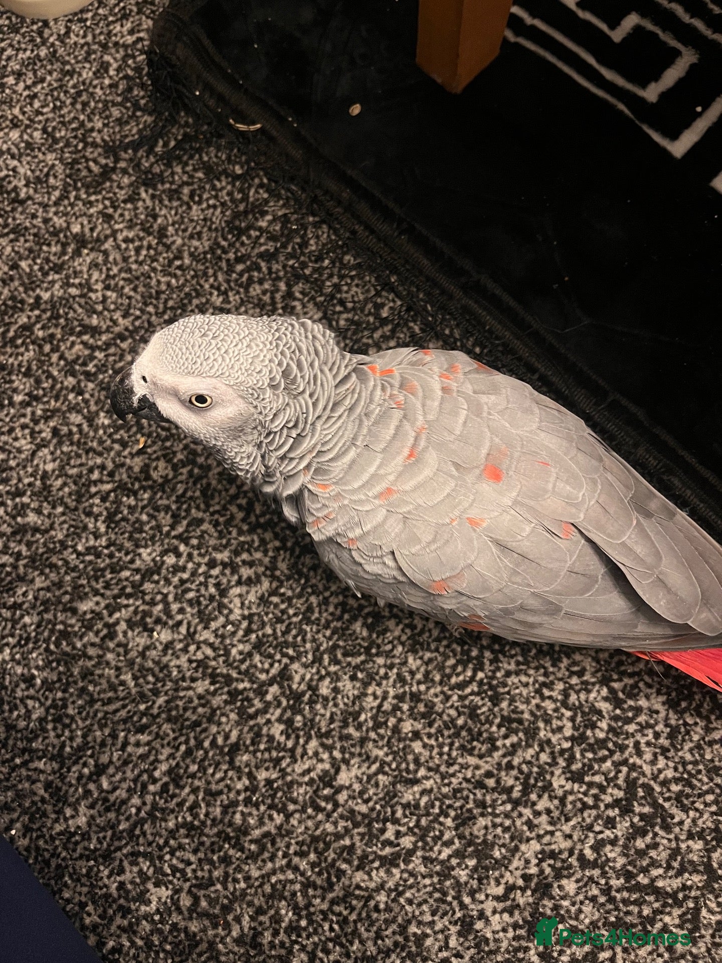 Parrots birds for sale: Tame Red factor African grey  - Advert 14