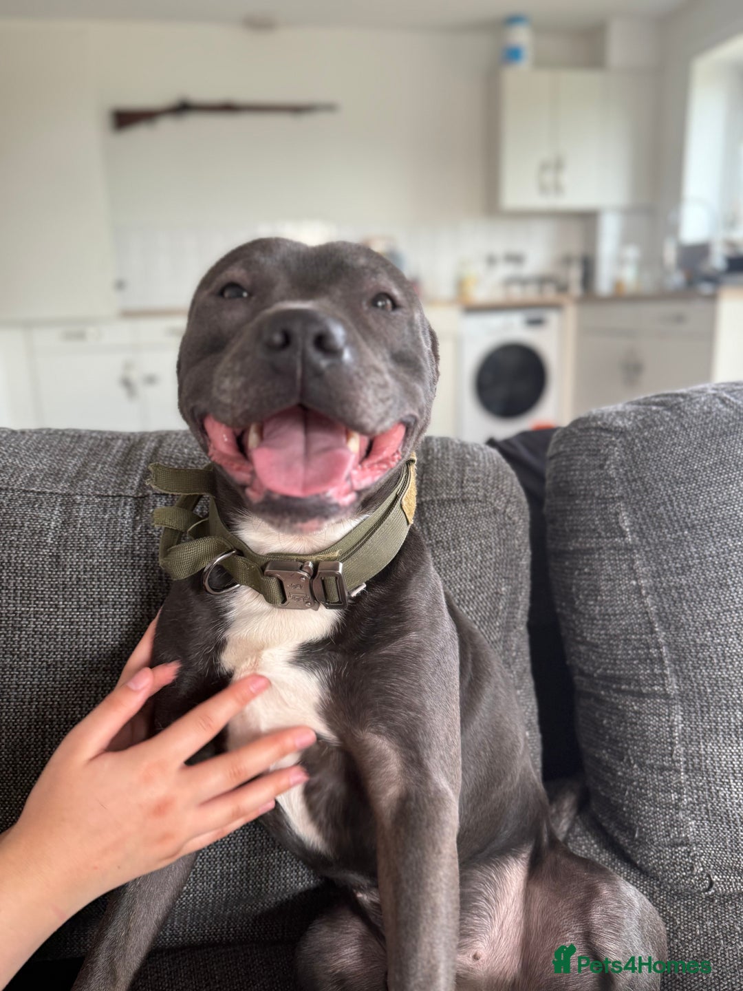 Staffordshire Bull Terrier dogs for sale: Blue Staffordshire bull terrier  - Image 2