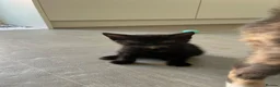 Mixed Breed cats for sale: 6 beautiful kittens  - Advert 10