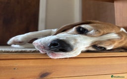 Beagle dogs for sale: Bernie Beagle  - Image 4
