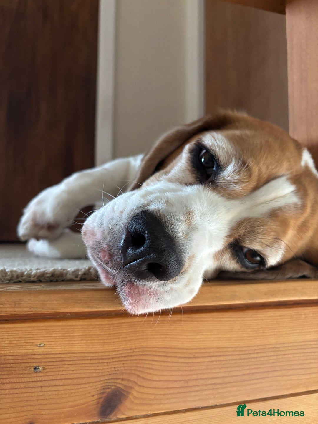 Beagle dogs for sale: Bernie Beagle  - Image 4
