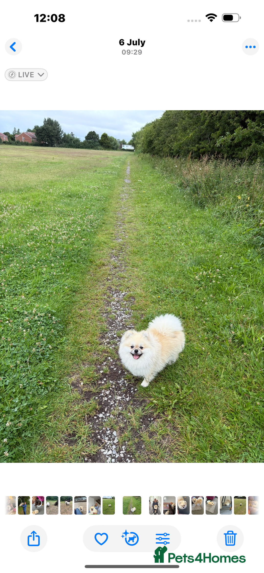 Pomeranian dogs for stud: Pomeranian Stud 1yr - Image 5