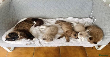 Ragdoll cats - Advert 4