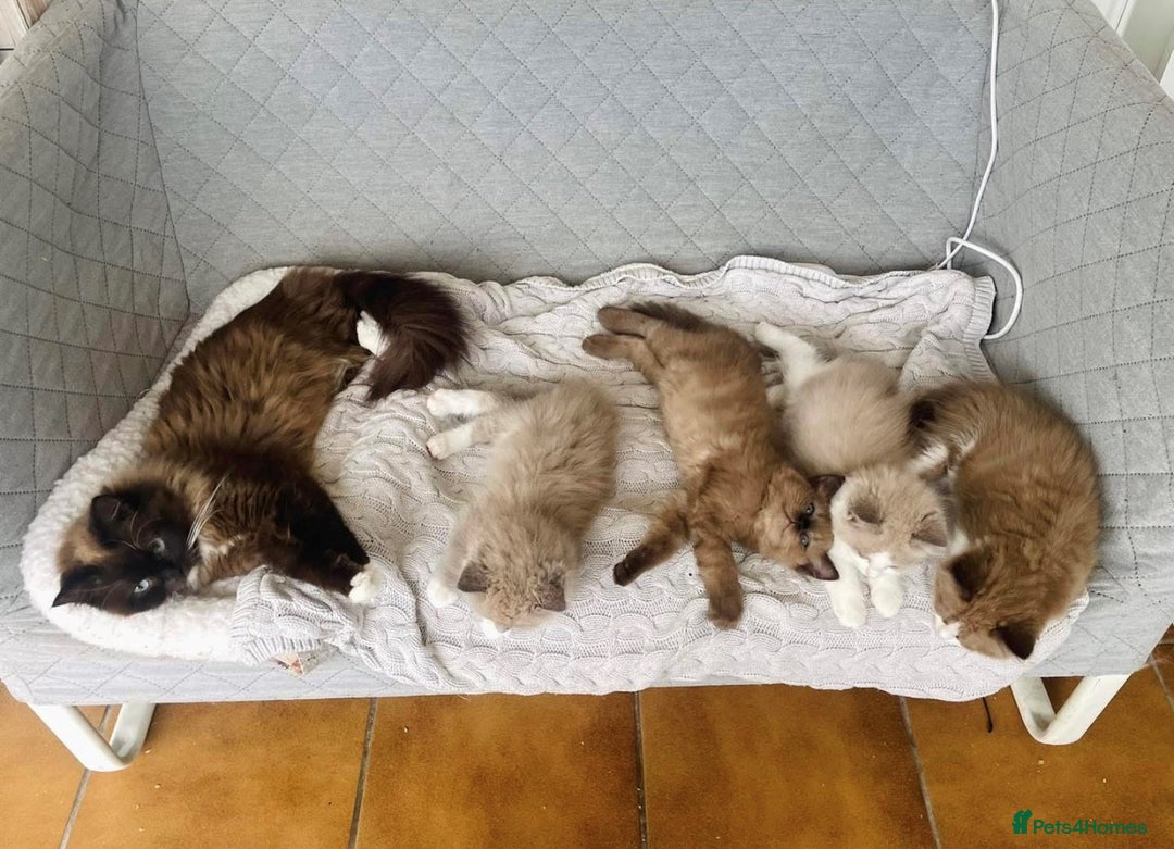 Ragdoll cats for sale: Adorable Ragdoll Kittens Due October 2025 - Image 2