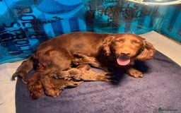 Mixed Breed dogs for sale: Top Quality F1 Docker Puppies - Image 6