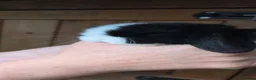 Mini Lop rabbits for sale: Mini lop babies  - Advert 3