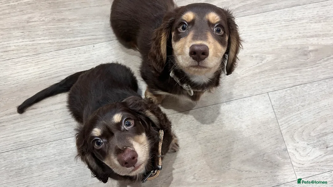 Miniature Dachshund dogs for sale: Male miniature dachshund  - Advert 3