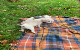 Beagle dogs for sale: Pure bred beagle puppies  - Image 7
