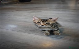 Mixed Breed cats for sale: 4 stunning kittens looking for their forever home. - Image 25