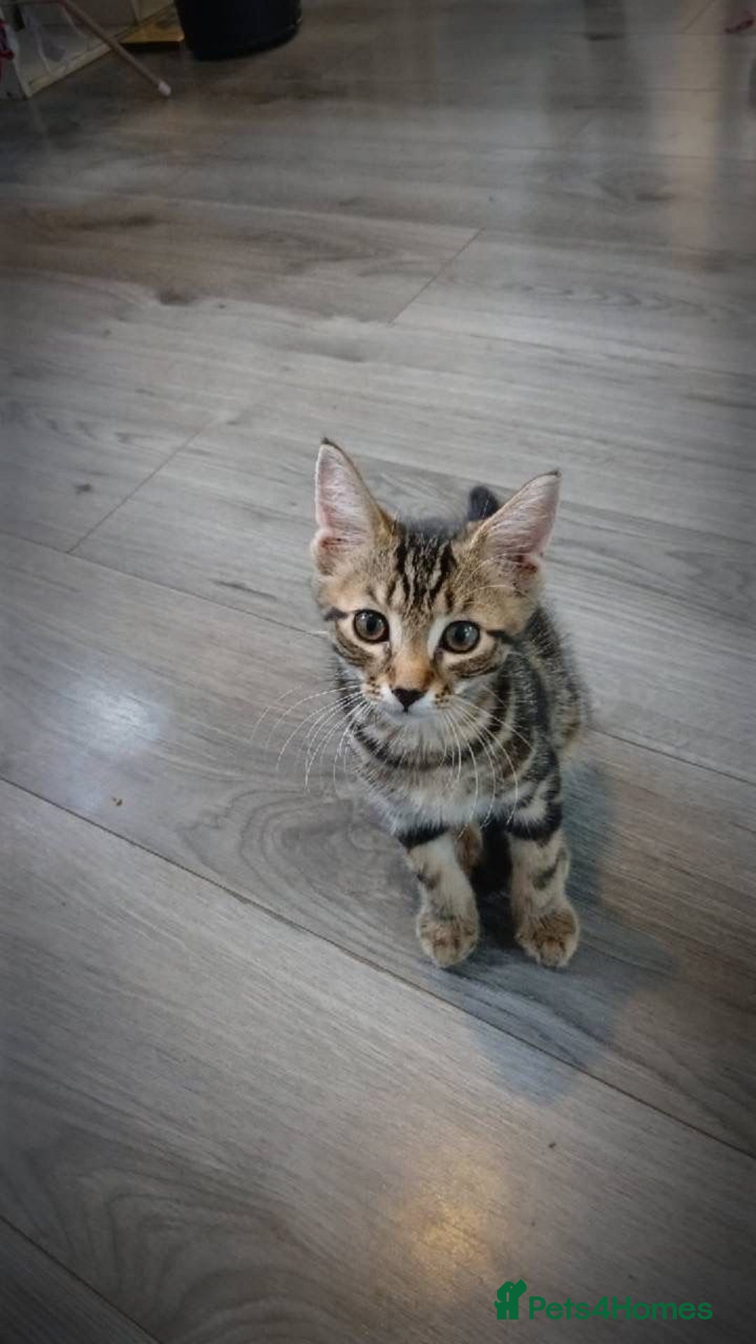 Mixed Breed cats for sale: 4 stunning kittens looking for their forever home. - Image 25