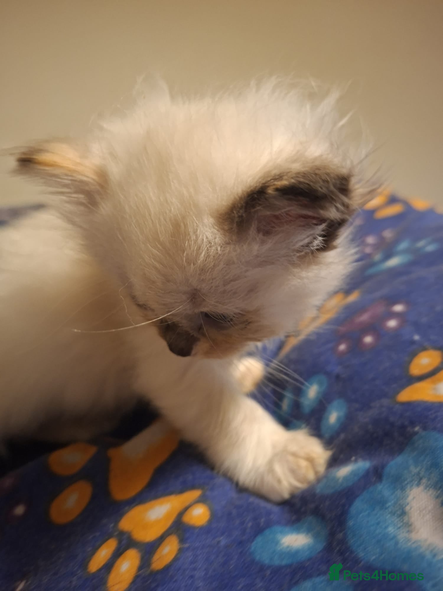 Ragdoll cats Beautiful Ragdoll kittens male and Female .  - Advert 1